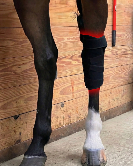 Vendaje RedWell™ para corvejón equino